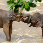 Immagine per Alla Scoperta dello Sri Lanka: L’Isola dei Tesori