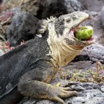 Immagine per Ecuador Autentico: Dalle Ande alle Galapagos